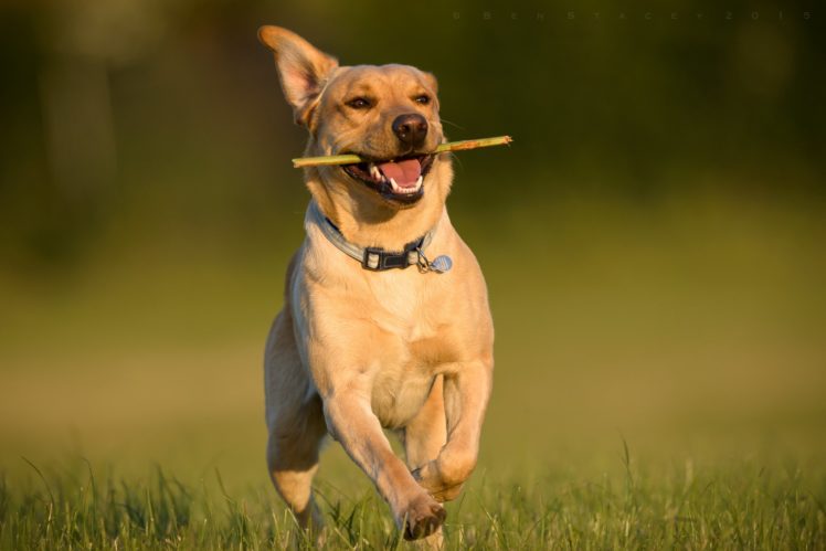 labrador, Retriever, Dog, Running, Walking, Joy, Mood HD Wallpaper Desktop Background
