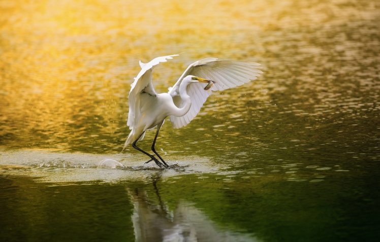 lake, Morning, Heron, Beak, Fish, Fishing HD Wallpaper Desktop Background