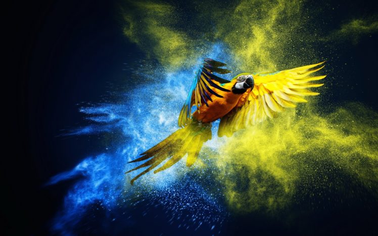 macaw, Parrot, Artwork HD Wallpaper Desktop Background