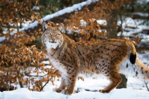 lynx, Wild, Cat, Carnivore, Posture, Grace, Winter, Snow
