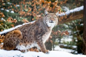 lynx, Wild, Cat, Carnivore, Posture, Grace, Winter, Snow