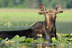moose, Deer, Lake