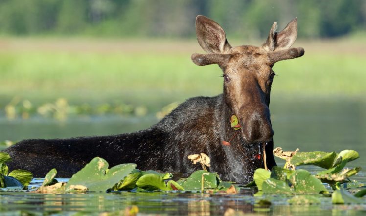 moose, Deer, Lake HD Wallpaper Desktop Background