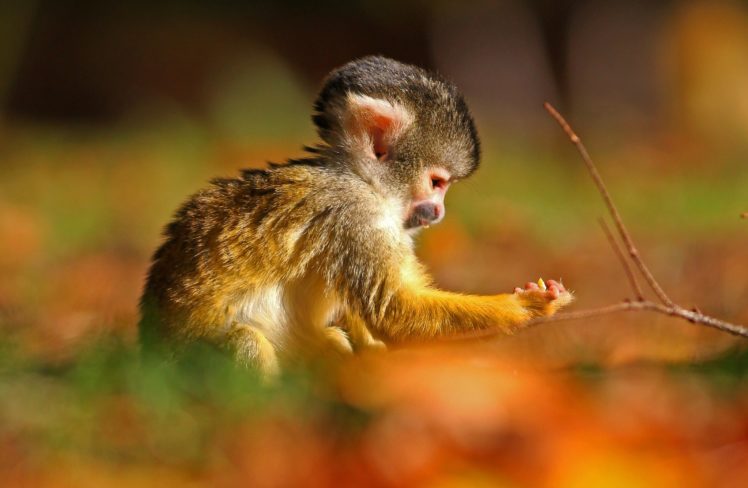 monkey, Baby HD Wallpaper Desktop Background
