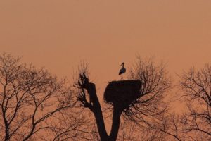 morning, Dawn, Stork, Wood, Nest, Bird, Crane