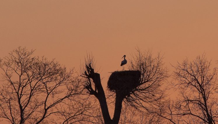 morning, Dawn, Stork, Wood, Nest, Bird, Crane HD Wallpaper Desktop Background