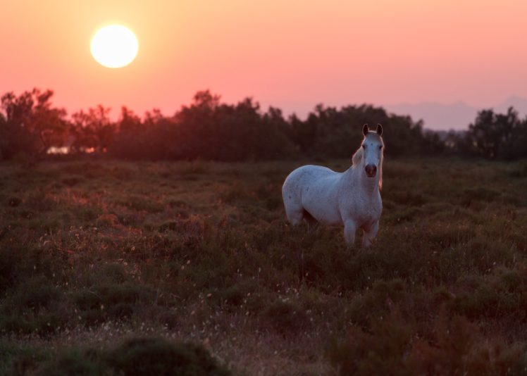 morning, Field, Horse, Sunrise, Dawn HD Wallpaper Desktop Background