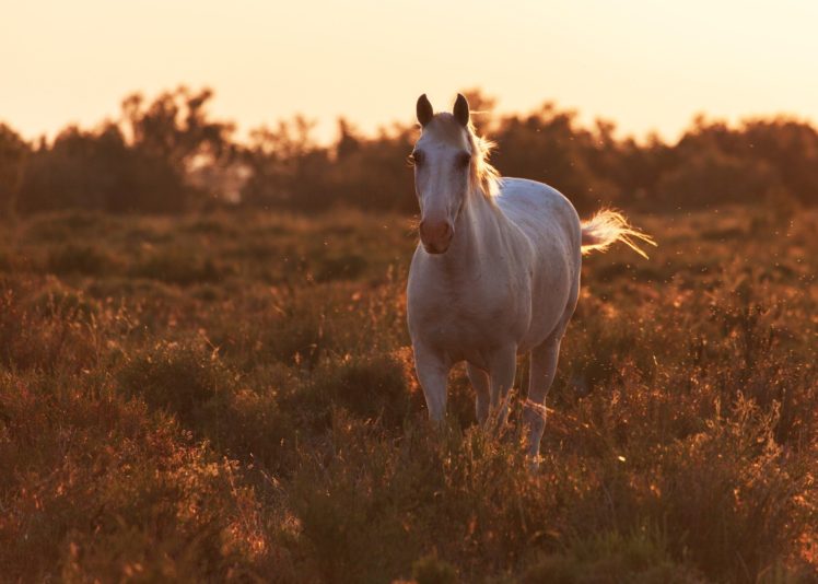 morning, Field, Horse, Sunrise, Dawn HD Wallpaper Desktop Background
