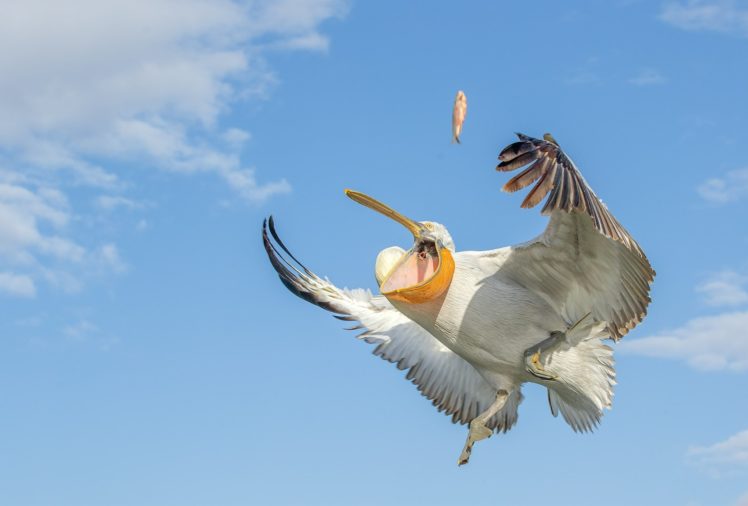 pelican, Bird, Wings, Fish, Sky, Fishing HD Wallpaper Desktop Background