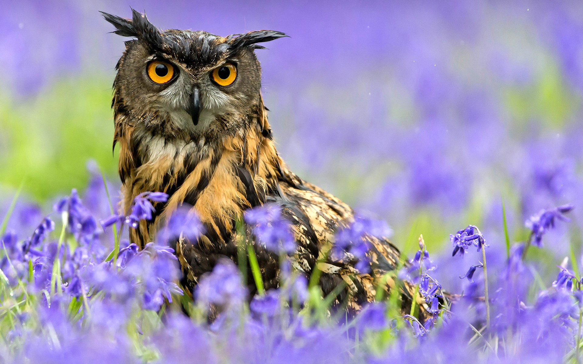 owl, Owls, Flower Wallpaper