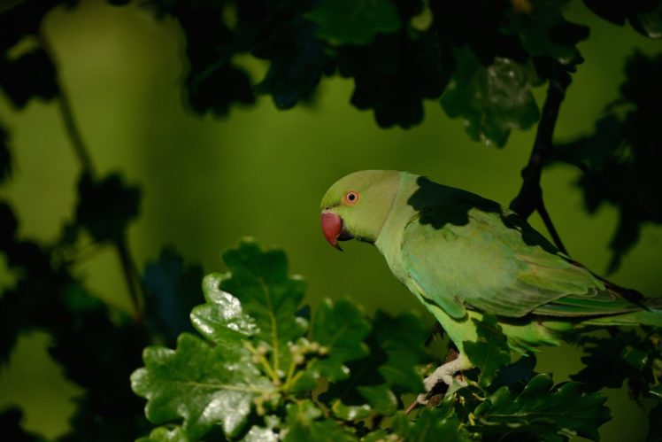 rose, Ringed, Parakeet, Parrot HD Wallpaper Desktop Background