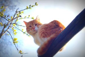 spring, Cat, Animals, Nature, Morning, Sun, Whiskers