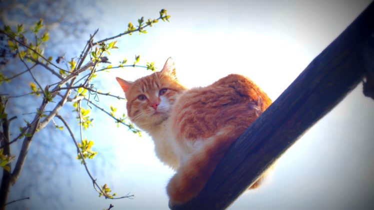spring, Cat, Animals, Nature, Morning, Sun, Whiskers HD Wallpaper Desktop Background