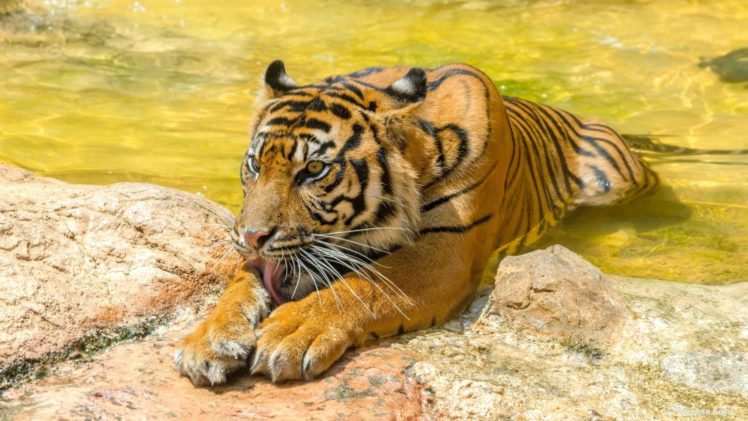 tiger, Predator, Cat HD Wallpaper Desktop Background