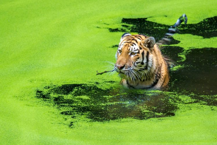 tiger, Cat, Animal, Water, Hunting, Nature HD Wallpaper Desktop Background