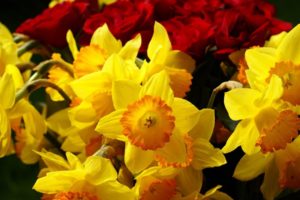 yellow, Daffodils, Burgundy, Flowers, Roses