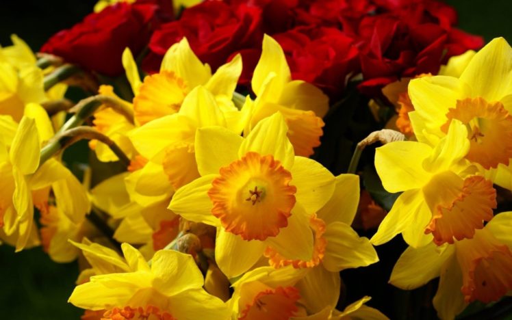 yellow, Daffodils, Burgundy, Flowers, Roses HD Wallpaper Desktop Background