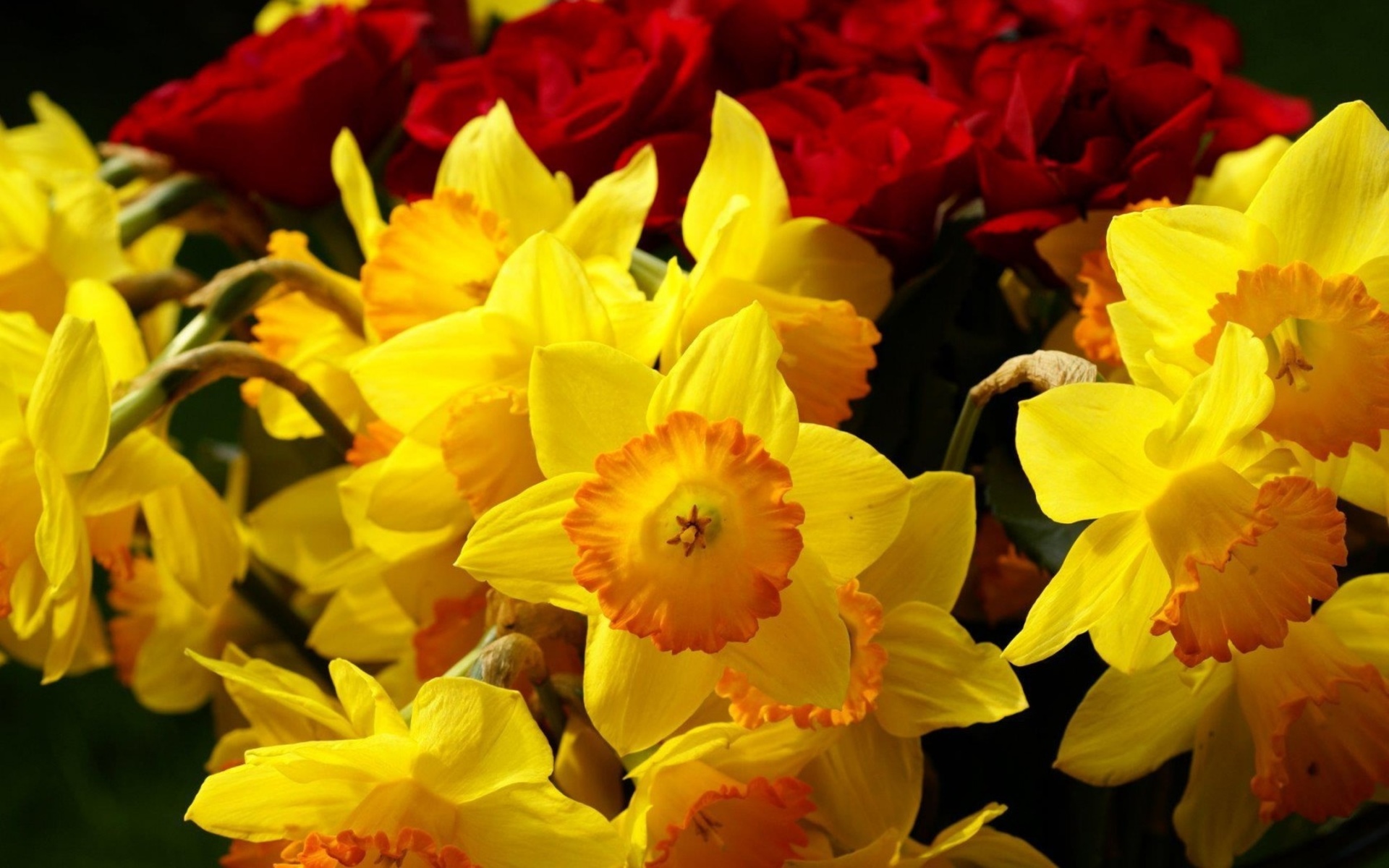 yellow, Daffodils, Burgundy, Flowers, Roses Wallpaper