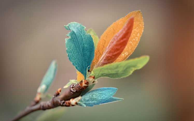 colorful, Leaves HD Wallpaper Desktop Background