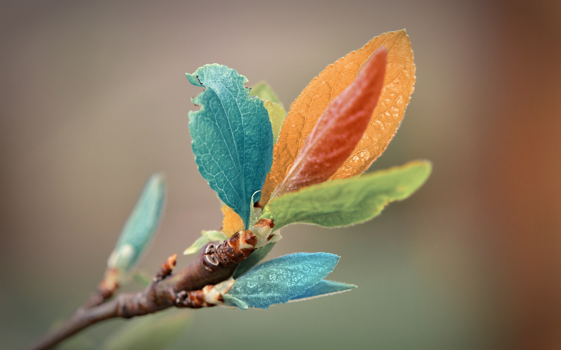 colorful, Leaves Wallpaper