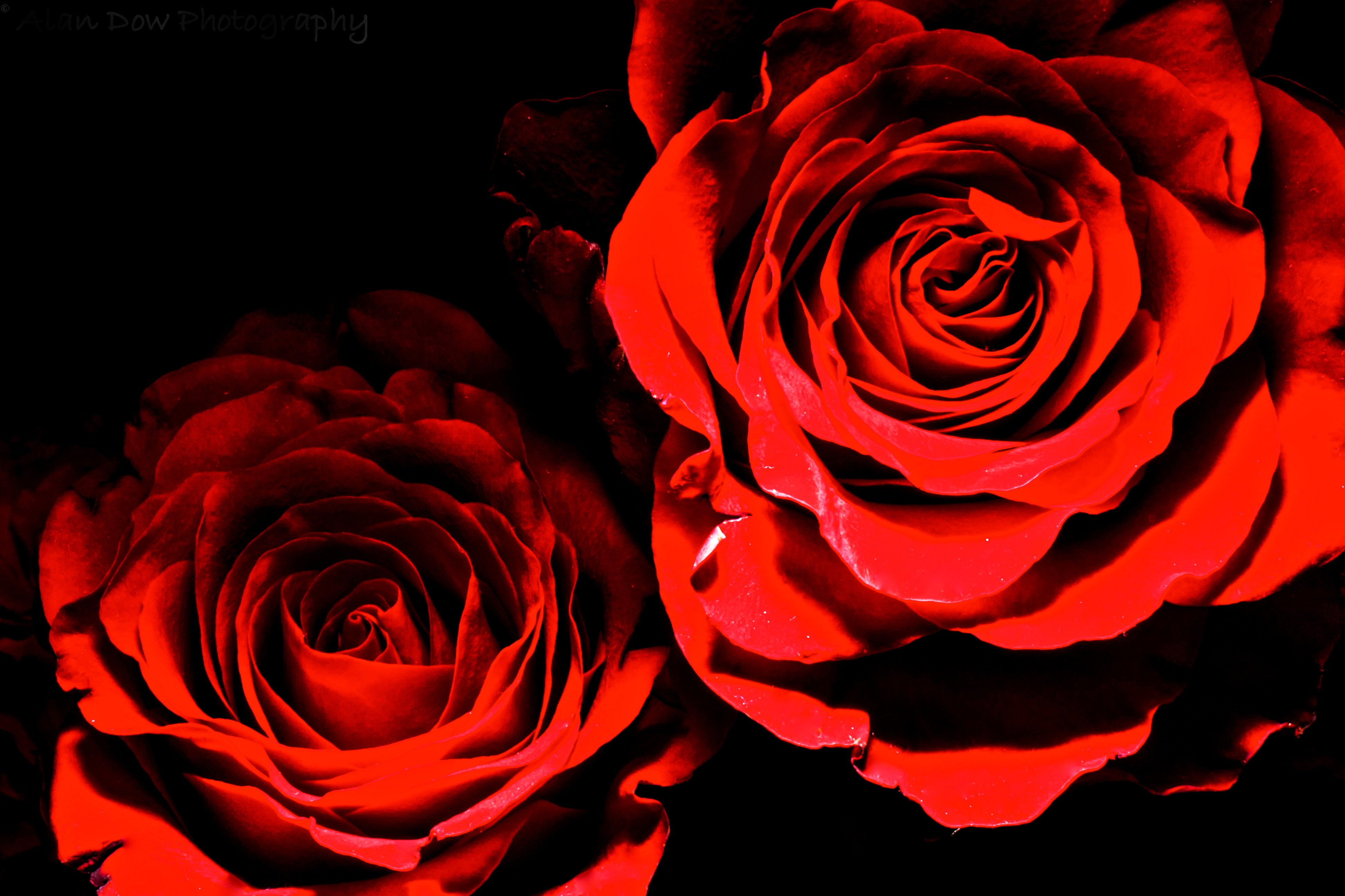 deep, Red, Roses Wallpaper