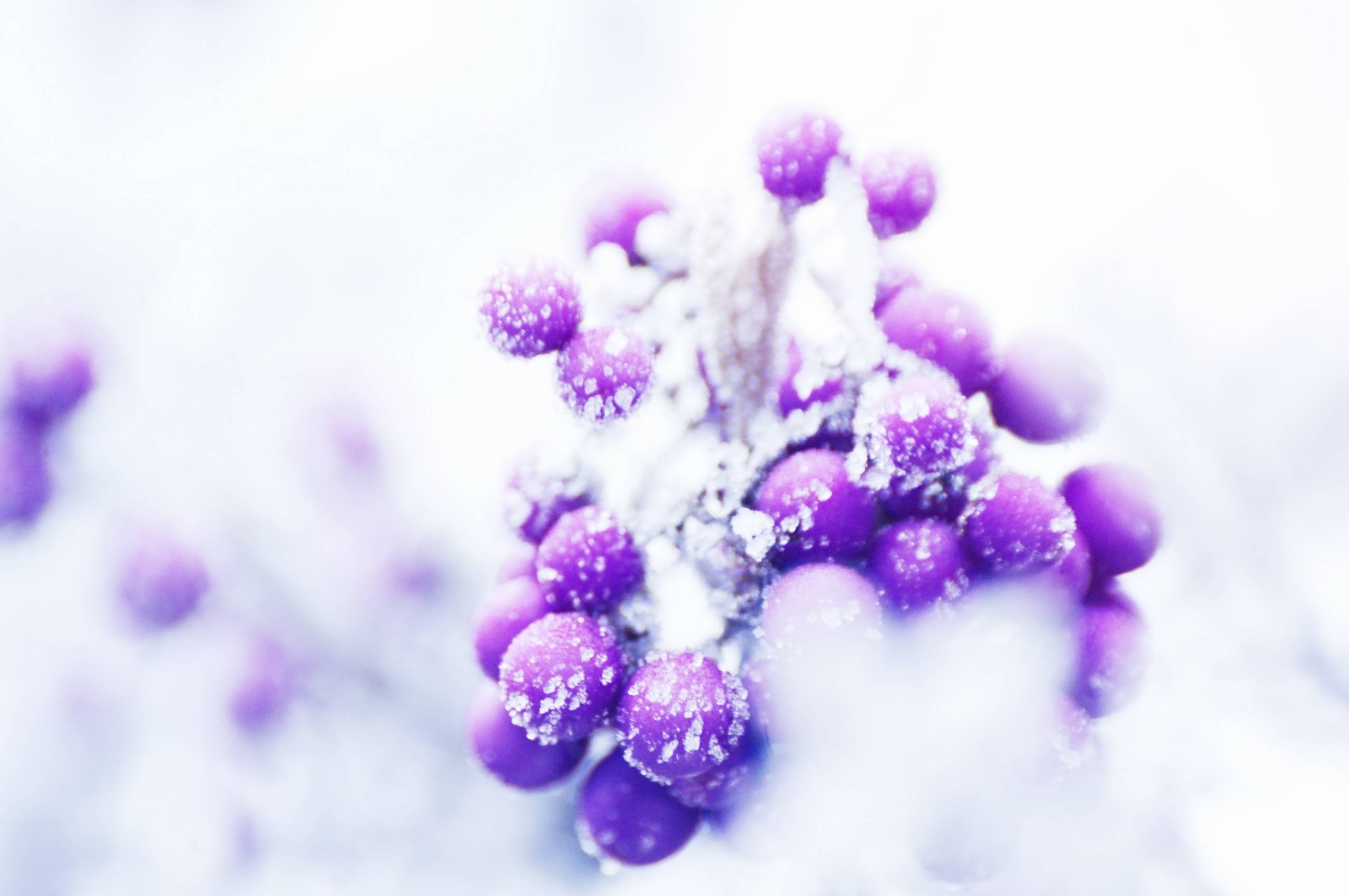 berries,  , Tom, Kijas Wallpaper
