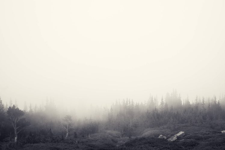 foggy, Forest,  , Jake, Stewart HD Wallpaper Desktop Background