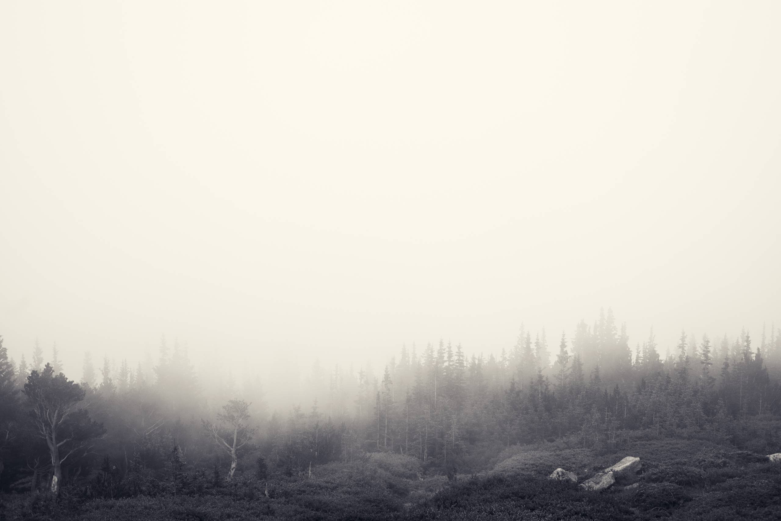 foggy, Forest,  , Jake, Stewart Wallpaper
