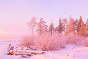 invierno, Naturaleza, Nieve, Rosa