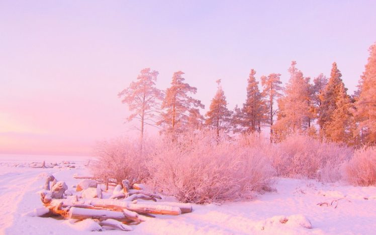 invierno, Naturaleza, Nieve, Rosa HD Wallpaper Desktop Background