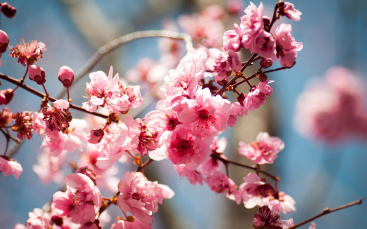 bloom, Spring, Tree, Flowers, Blossoms HD Wallpaper Desktop Background