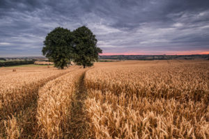 field, Wheat, Two, Trees