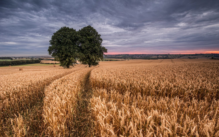 field, Wheat, Two, Trees HD Wallpaper Desktop Background
