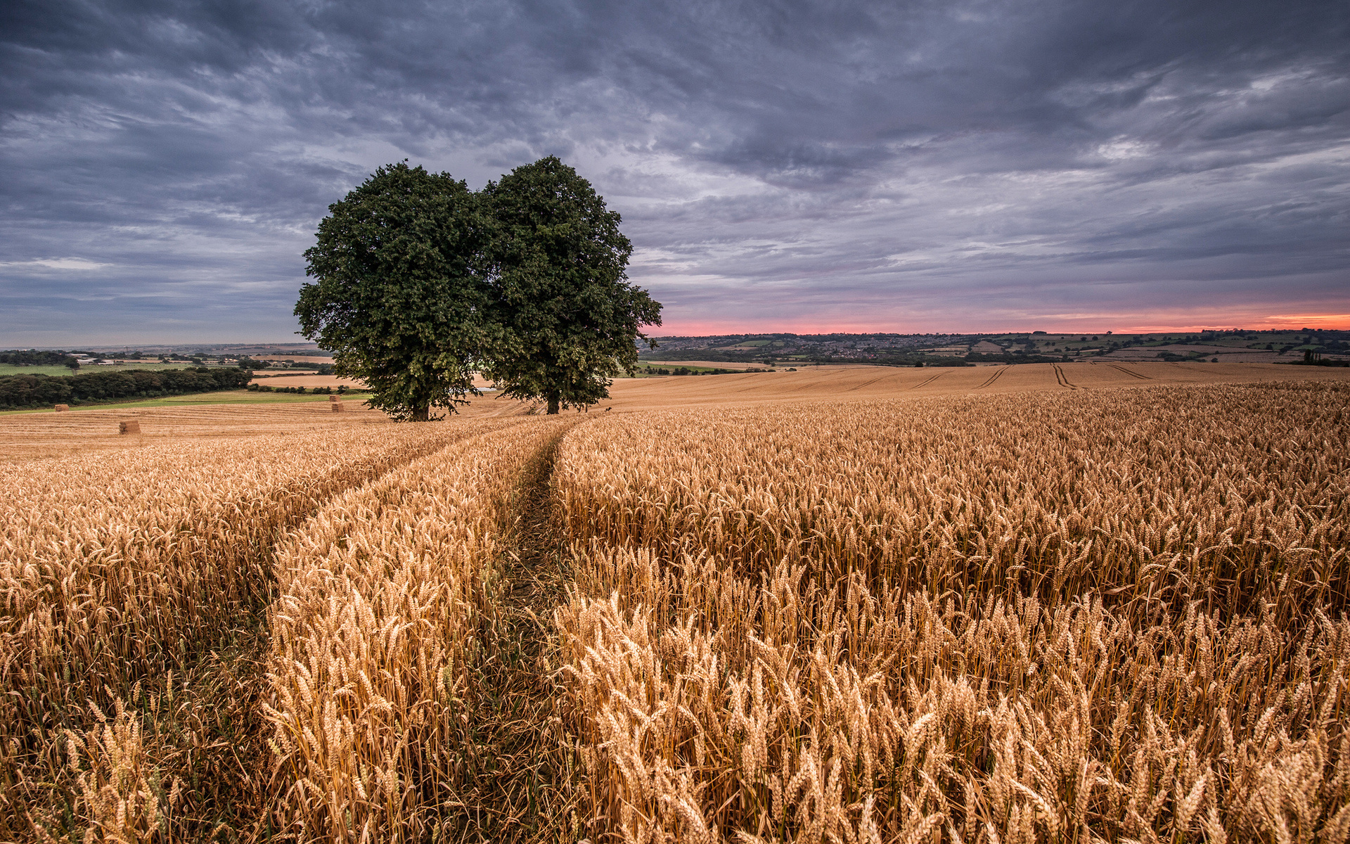 field, Wheat, Two, Trees Wallpaper