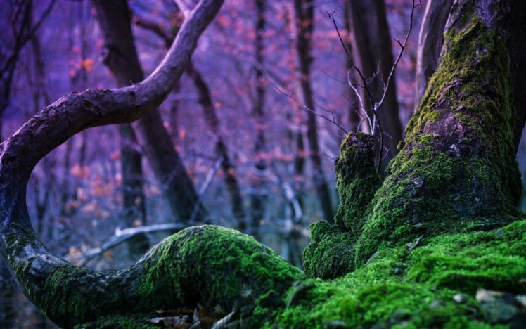 forest, Moss, Nature, Tree, Trees HD Wallpaper Desktop Background