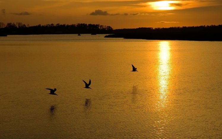 sunset, The, River, The, Birds, Reflection HD Wallpaper Desktop Background