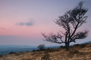 sunset, Tree, Landscape