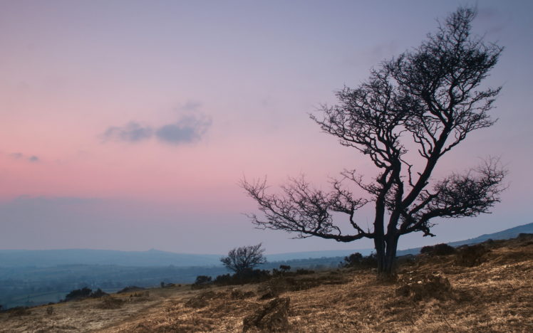 sunset, Tree, Landscape HD Wallpaper Desktop Background