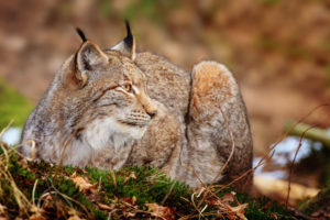 cats, Lynx