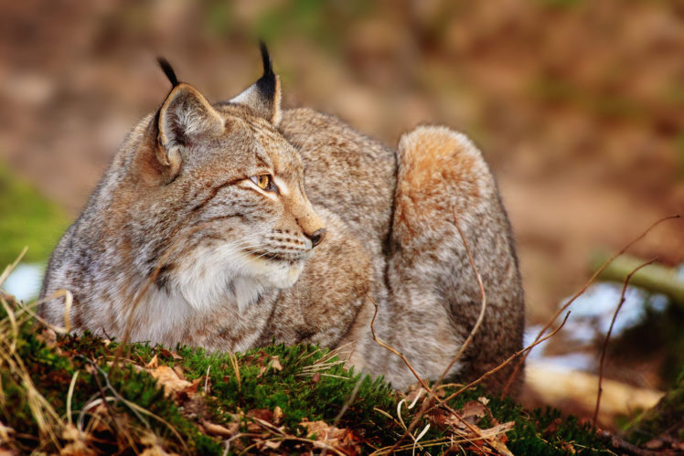 cats, Lynx HD Wallpaper Desktop Background