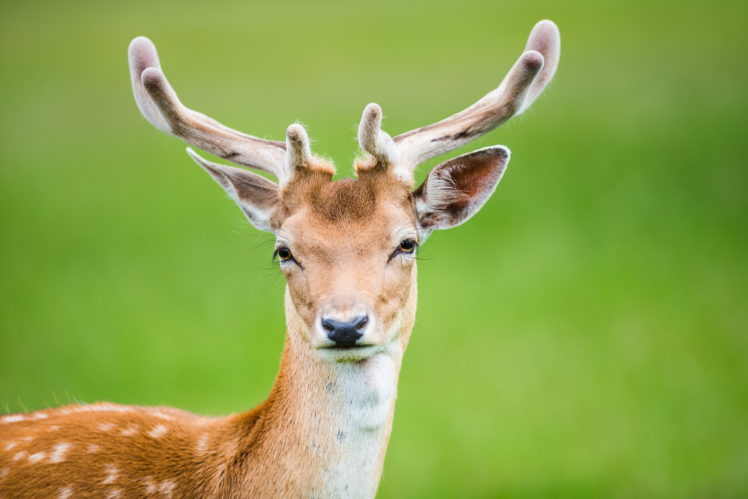 deer, Nature HD Wallpaper Desktop Background