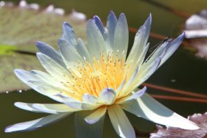 flower, Petals, Water, Lily