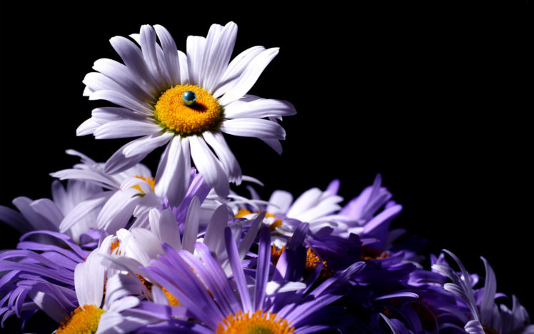 flowers, Chrysanthemum, Bokeh HD Wallpaper Desktop Background