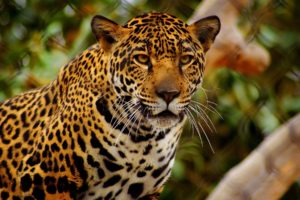 jaguars, Glance, Animals