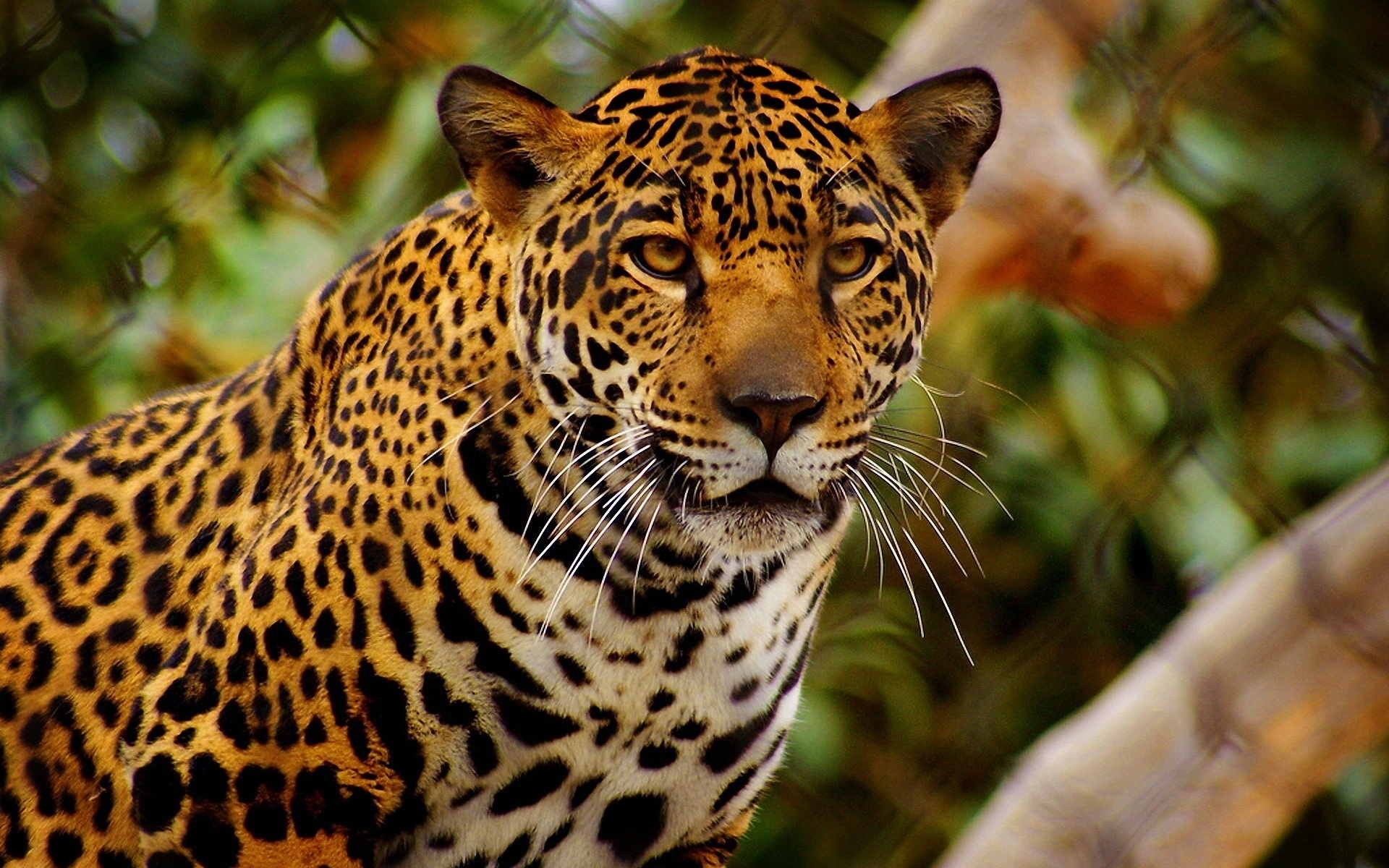 jaguars, Glance, Animals Wallpaper