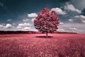 clouds, Landscapes, Trees, Flowers, Pink, Grass, Fields, Hills, Skyscapes