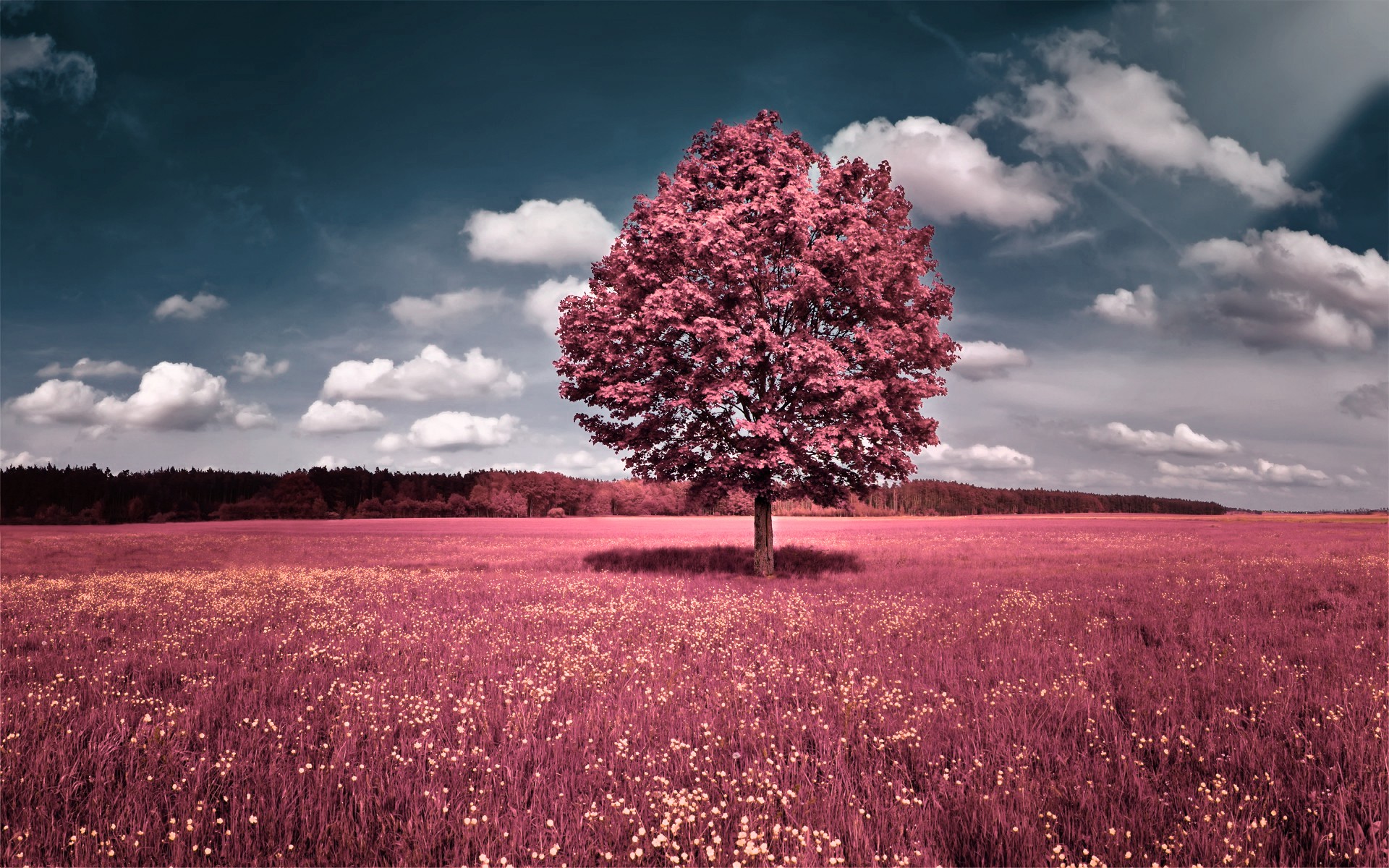 clouds, Landscapes, Trees, Flowers, Pink, Grass, Fields, Hills, Skyscapes Wallpaper