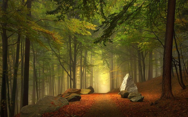 nature, Landscape, Forest, Road, Rocks, Fog HD Wallpaper Desktop Background