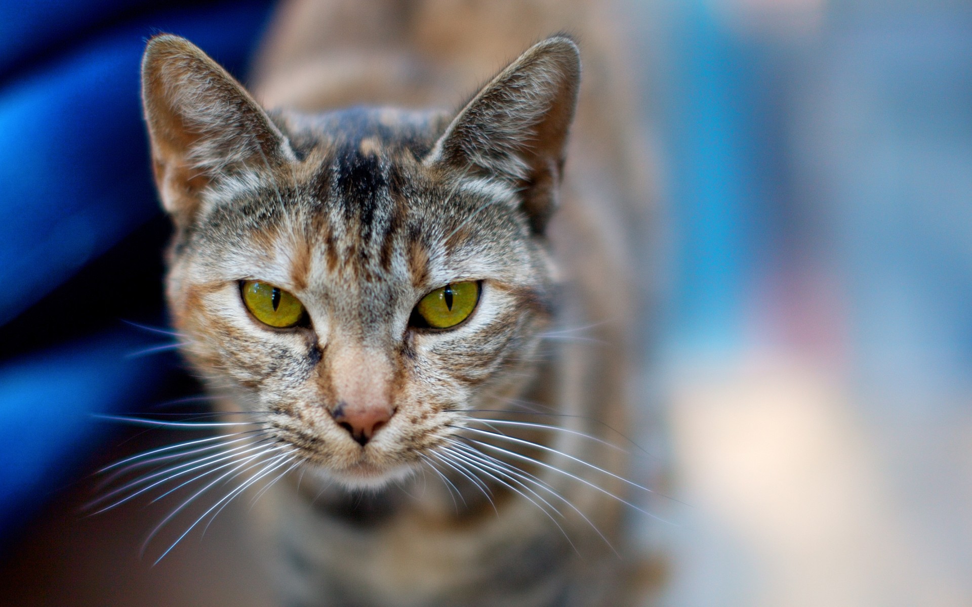 cat, Gray, Look, Look, Animal Wallpaper