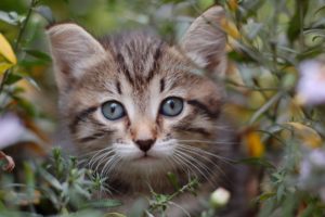 cat, Muzzle, Eyes, Grass
